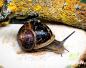 Preview: Gefleckte Weinbergschnecke  " Cornu aspersum dunkel,,